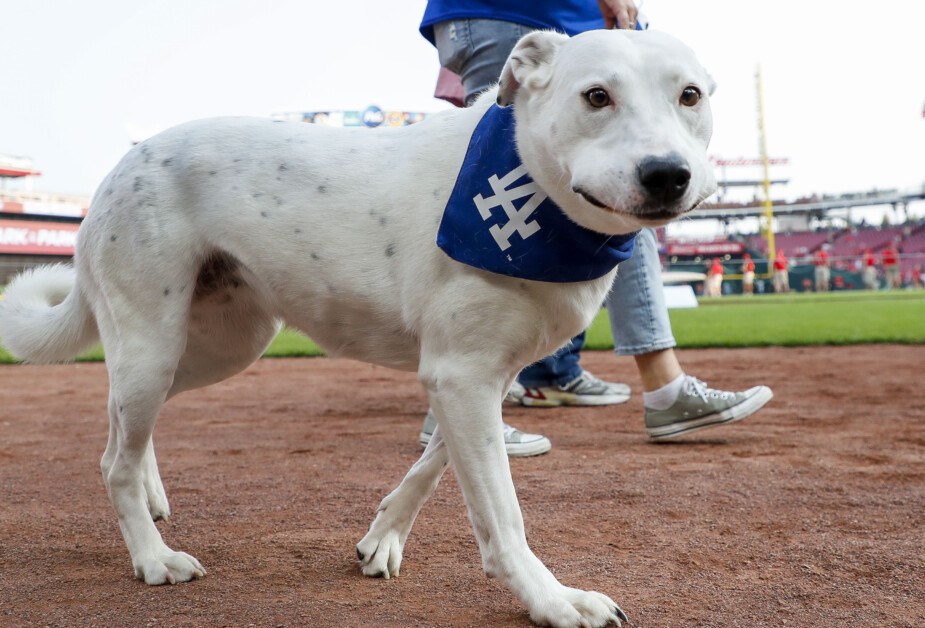 Dodgers' Affiliate Tulsa Drillers Suspending Bat Dog Program After Kendall George Injury