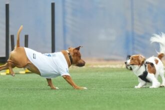 Shohei Ohtani's dog, Decoy, Decopin, Yoshinobu Yamamoto's dog